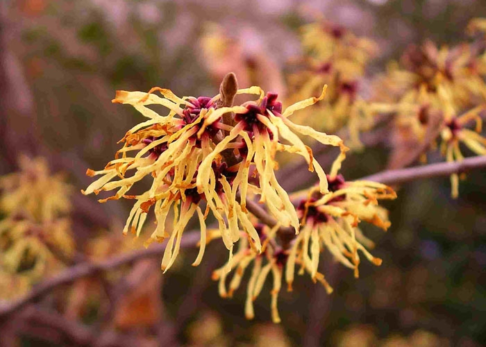 HAMAMELIS.jpg