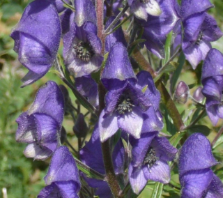 aconitum.jpg