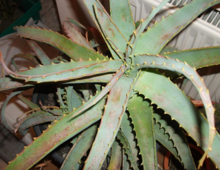 aloe.jpg