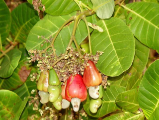 anacardium.jpg
