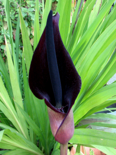 arum.jpg