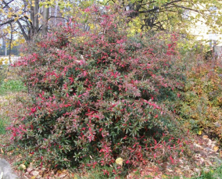 berberis2.jpg