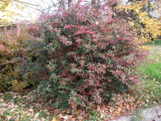 berberis_11_11667.jpg