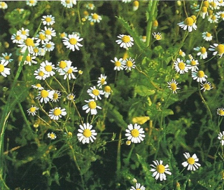 chamomilla.jpg