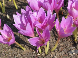 colchicum.jpg