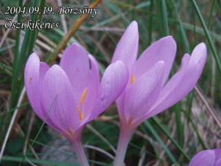 colchicum_11_11914.jpg