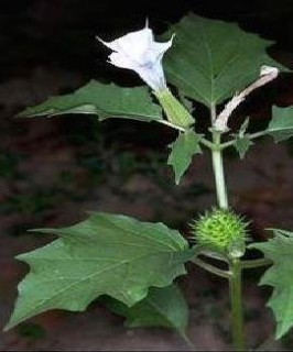 datura.jpg