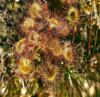 drosera_11_11782.jpg