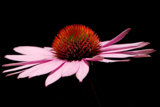 echinacea_11_11938.jpg