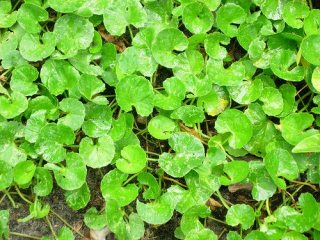 hydrocotyle.jpg
