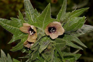 hyosciamus.jpg