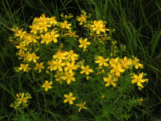 hypericum.jpg