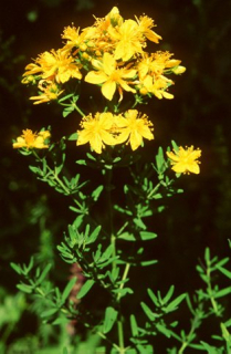hypericum_11_11975.jpg