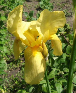 iris_11_11979.jpg