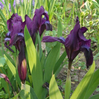 iris_11_11980.jpg