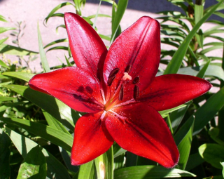 lilium.jpg
