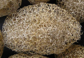 luffa.jpg