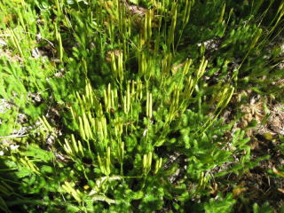 lycopodium.jpg
