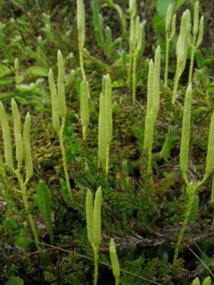 lycopodium_11_11266.jpg