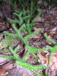 lycopodium_11_11987.jpg