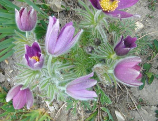 pulsatilla.jpg