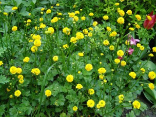 ranunculus.jpg