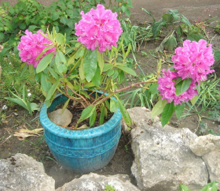 rhododendron.jpg
