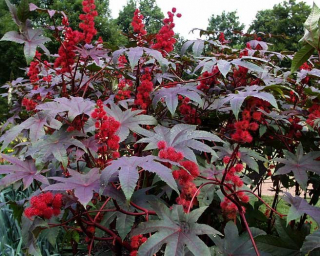 ricinus.jpg