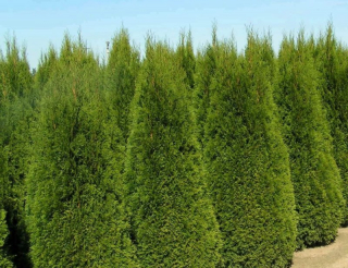 thuja.jpg